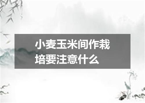 小麦玉米间作栽培要注意什么