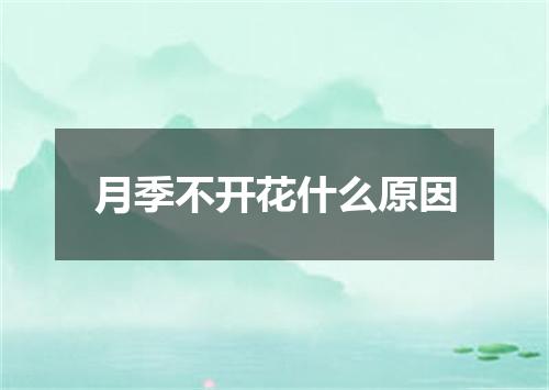 月季不开花什么原因