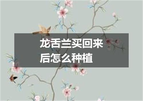 龙舌兰买回来后怎么种植