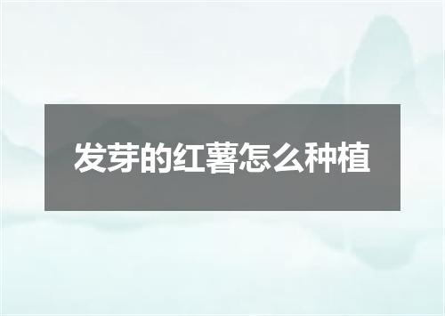 发芽的红薯怎么种植