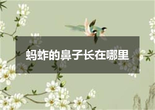 蚂蚱的鼻子长在哪里