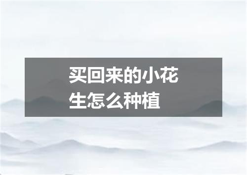 买回来的小花生怎么种植