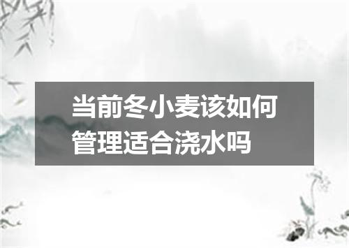 当前冬小麦该如何管理适合浇水吗