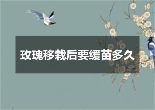 玫瑰移栽后要缓苗多久