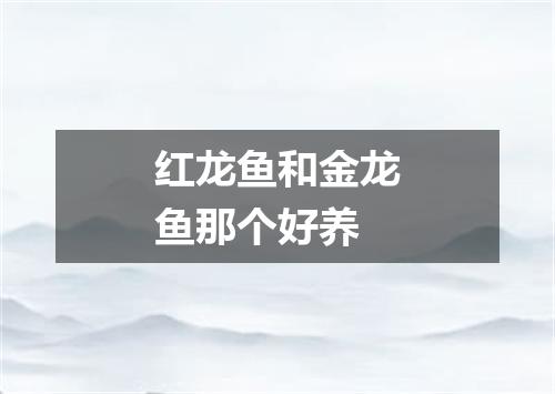 红龙鱼和金龙鱼那个好养