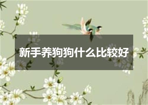 新手养狗狗什么比较好
