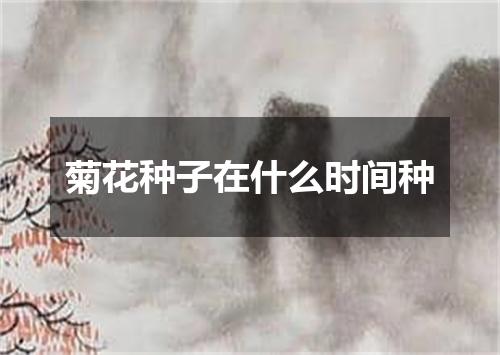 菊花种子在什么时间种