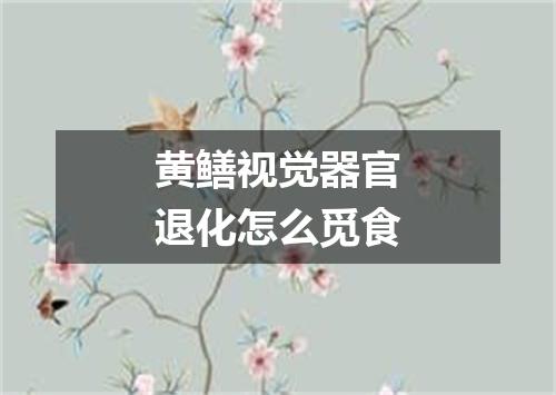 黄鳝视觉器官退化怎么觅食