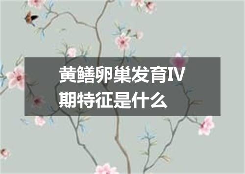 黄鳝卵巢发育Ⅳ期特征是什么