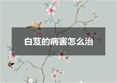 白芨的病害怎么治