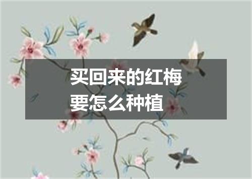 买回来的红梅要怎么种植