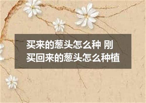 买来的葱头怎么种 刚买回来的葱头怎么种植