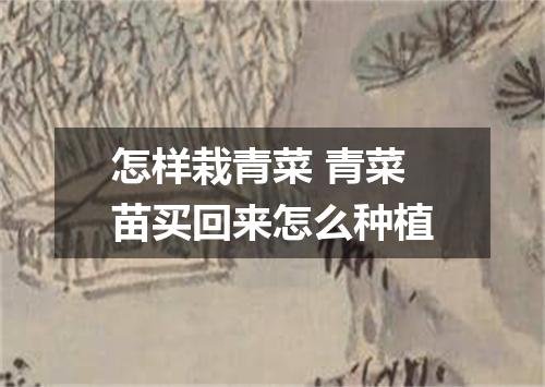 怎样栽青菜 青菜苗买回来怎么种植