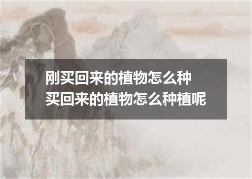 刚买回来的植物怎么种 买回来的植物怎么种植呢