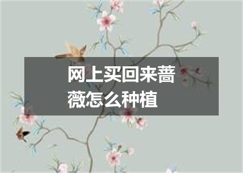 网上买回来蔷薇怎么种植