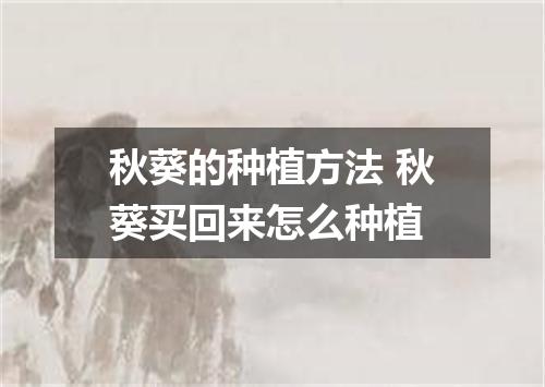 秋葵的种植方法 秋葵买回来怎么种植