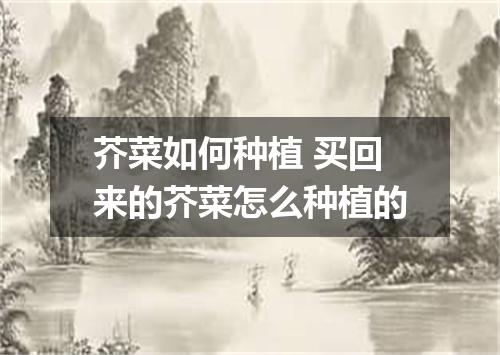 芥菜如何种植 买回来的芥菜怎么种植的