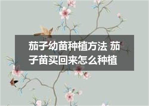 茄子幼苗种植方法 茄子苗买回来怎么种植