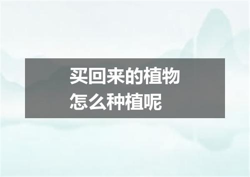 买回来的植物怎么种植呢