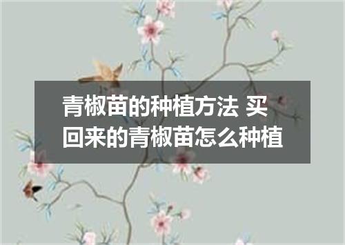 青椒苗的种植方法 买回来的青椒苗怎么种植