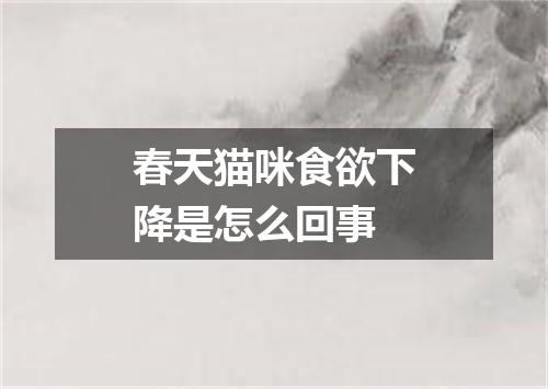 春天猫咪食欲下降是怎么回事