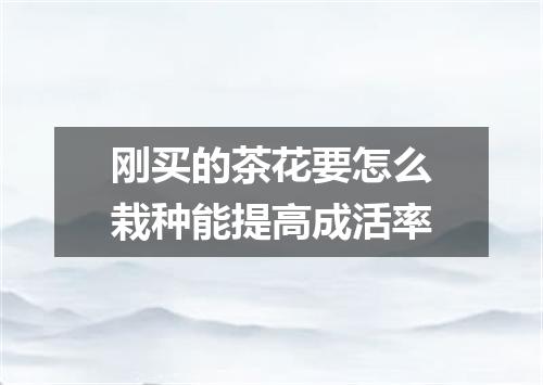 刚买的茶花要怎么栽种能提高成活率