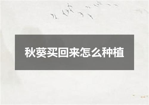 秋葵买回来怎么种植