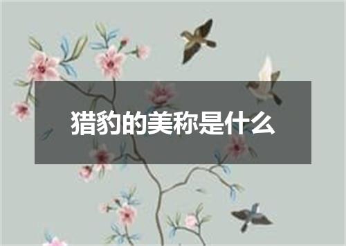 猎豹的美称是什么