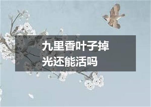 九里香叶子掉光还能活吗