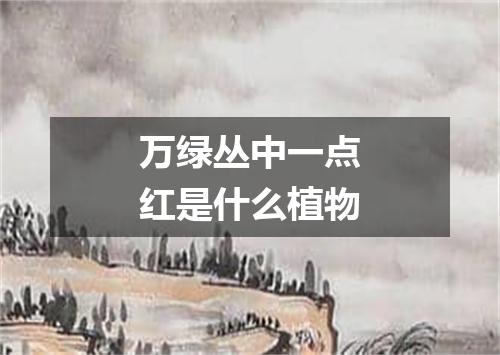 万绿丛中一点红是什么植物