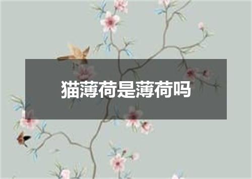 猫薄荷是薄荷吗