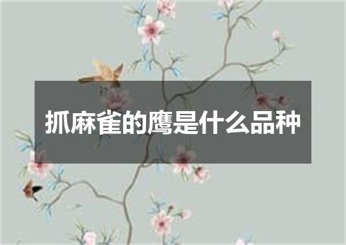 抓麻雀的鹰是什么品种