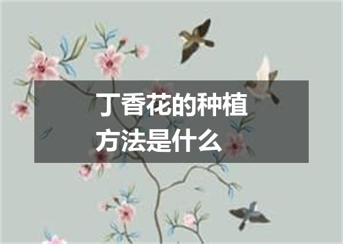 丁香花的种植方法是什么