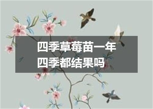 四季草莓苗一年四季都结果吗