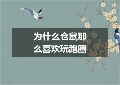 为什么仓鼠那么喜欢玩跑圈