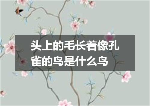 头上的毛长着像孔雀的鸟是什么鸟