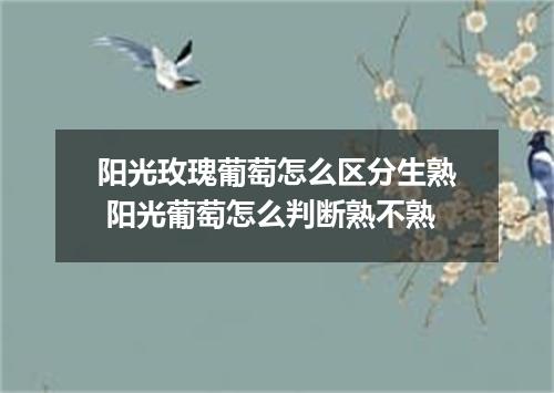 阳光玫瑰葡萄怎么区分生熟 阳光葡萄怎么判断熟不熟