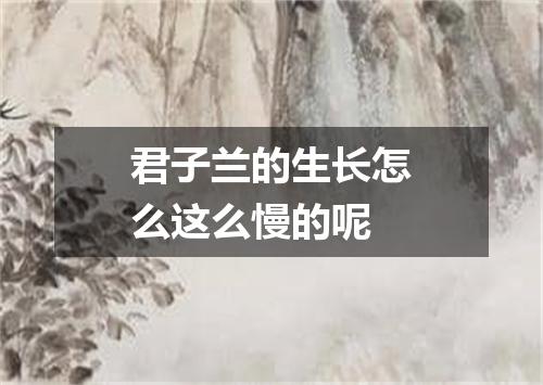 君子兰的生长怎么这么慢的呢