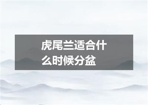 虎尾兰适合什么时候分盆