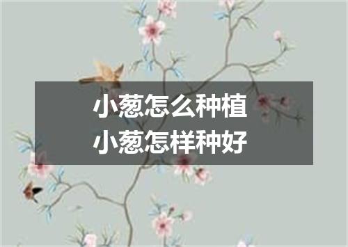 小葱怎么种植 小葱怎样种好