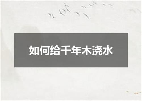 如何给千年木浇水