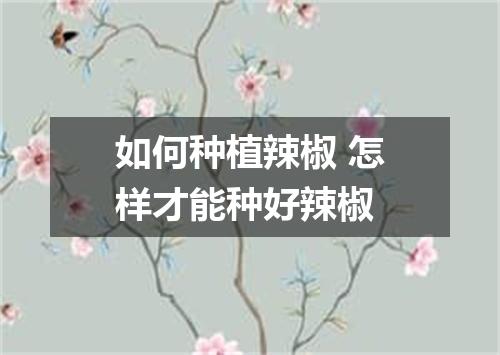 如何种植辣椒 怎样才能种好辣椒