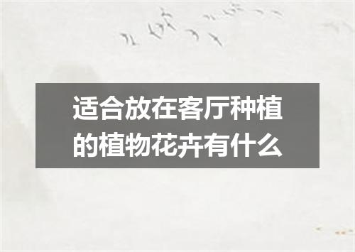 适合放在客厅种植的植物花卉有什么