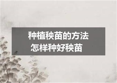 种植秧苗的方法 怎样种好秧苗