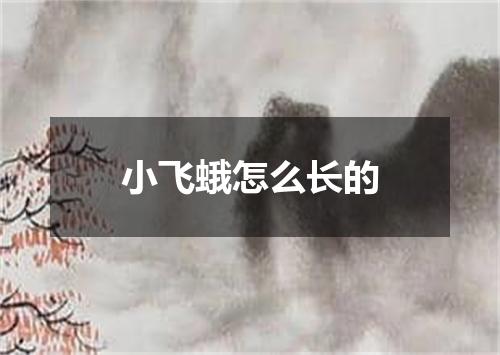 小飞蛾怎么长的