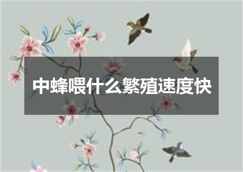 中蜂喂什么繁殖速度快