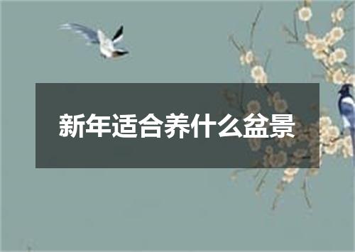 新年适合养什么盆景