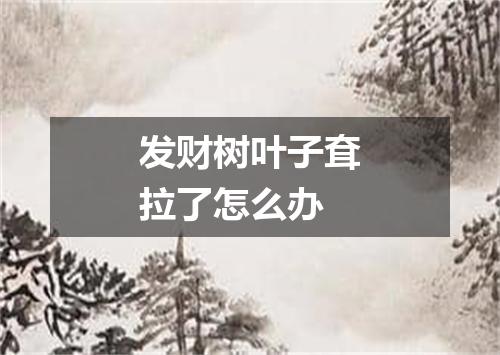 发财树叶子耷拉了怎么办