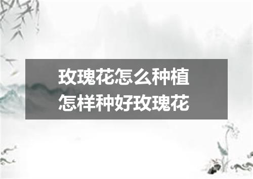 玫瑰花怎么种植 怎样种好玫瑰花