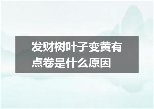 发财树叶子变黄有点卷是什么原因
